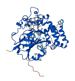 L-tryptophan Decarboxylase.png