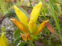 Lachenalia reflexa