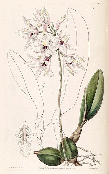 File:Laelia rubescens - Edwards vol 26 (NS 3) pl 41 (1840).jpg