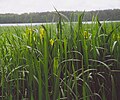 Iris pseudoacorus