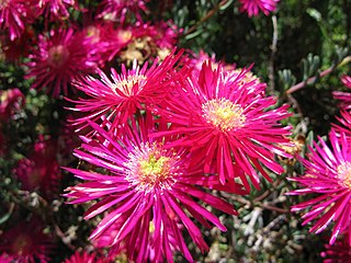 <i>Lampranthus zeyheri</i> Species of plant in the family Aizoaceae