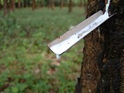 Latex being collected from a tapped rubber tree.jpg
