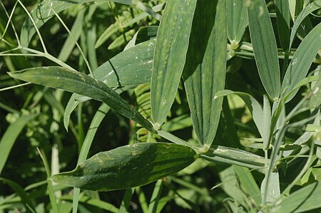 Tập_tin:Lathyrus_heterophyllus_(Platterbse)_IMG_28665.JPG