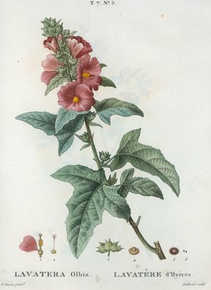 Lavatera olbia - Lavatère d'hyères. (Mediterranean Mallow) (NYPL b14485031-1110801) (cropped).tiff