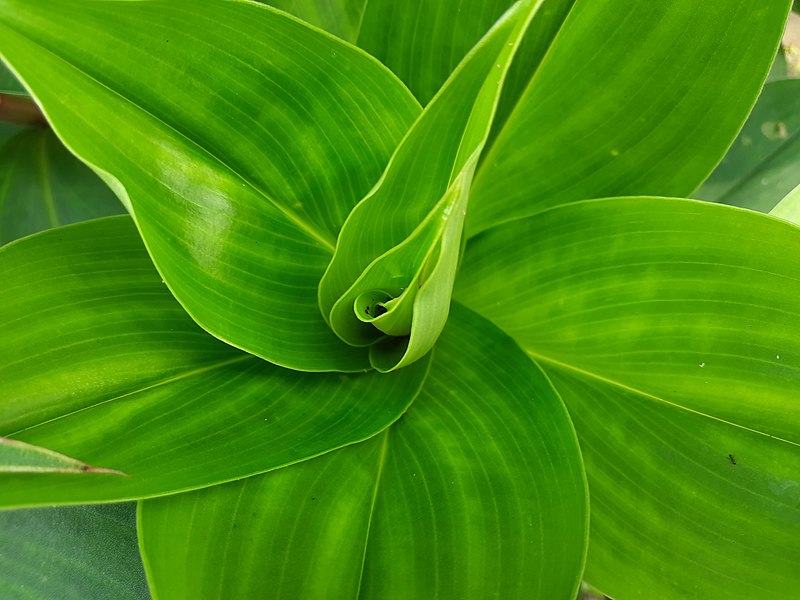 File:Leaf of crêpe ginger.jpg