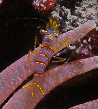 <i>Lebbeus</i> Genus of crustaceans