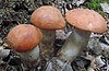 Leccinum aurantiacum (Bull.) Grå 425395.jpg