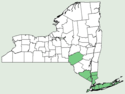 Lechea racemulosa NY-dist-map.png