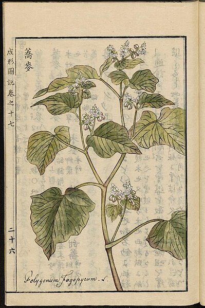 Buckwheat, illustration from the Japanese agricultural encyclopedia Seikei Zusetsu (1804)