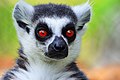 Ein Lemur von nahem