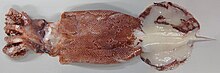 Lepidoteuthis grimaldii female measuring 61.7 cm in mantle length and weighing more than 4 kg Lepidoteuthis grimaldii 617 mm ML.jpg