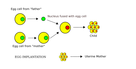 Diagram of the proposed method of lesbian egg fusion Lesbian reproduction diagram en.svg