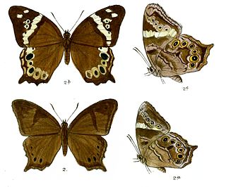 <i>Lethe daretis</i> Species of butterfly