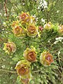 Leucadendron 62126655.jpg