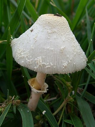 <i>Leucocoprinus cepistipes</i> Species of fungus