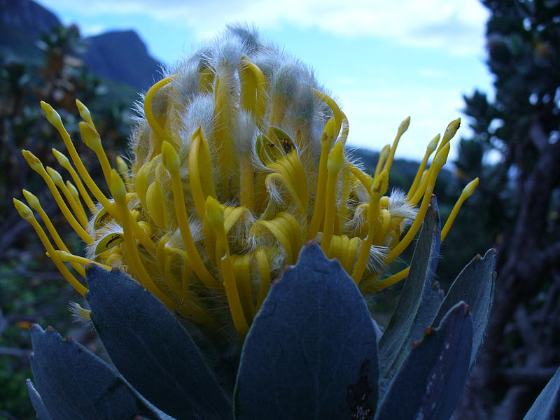 File:Leucospermum conocarpodendron subsp. conocarpodendron flower.JPG