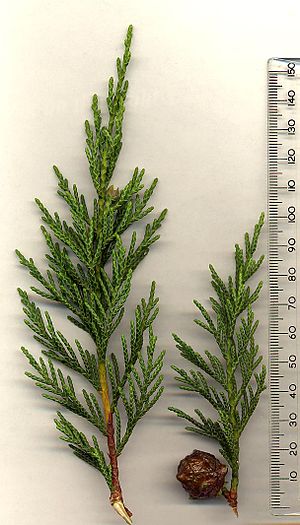 Leyland Cypress.jpg