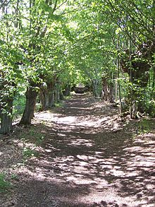 Liebes-Allee im Asse-Wald bei Wittmar / Remlingen