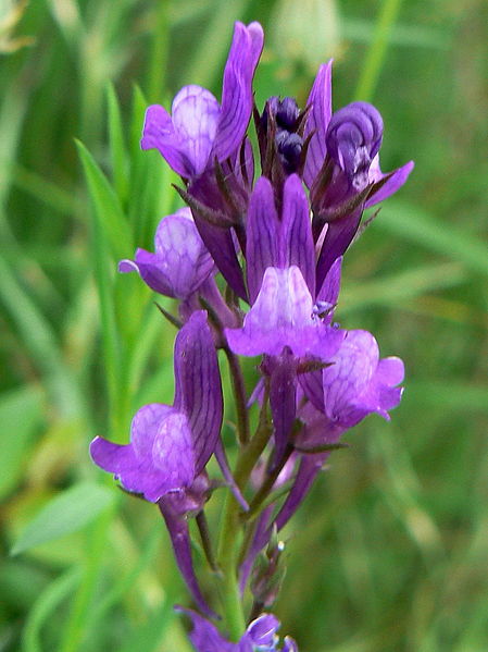 File:Linaria pelisseriana 002.JPG