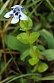 Lindernia rotundifolia