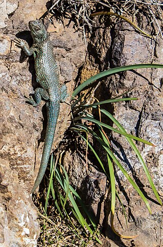 <i>Liolaemus cristiani</i> Species of lizard