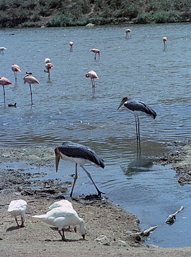 Swan-Herons-Flamingos