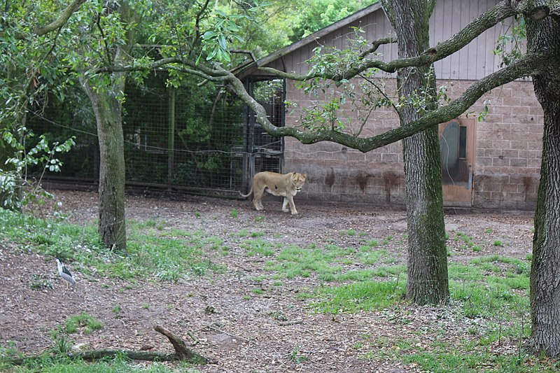 File:Lion a, Jacksonville Zoo.jpg