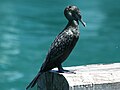 Little Black Cormorant RWD2.jpg
