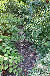 Locust Creek (Shamokin Creek tributary) creek in Pennsylvania, USA