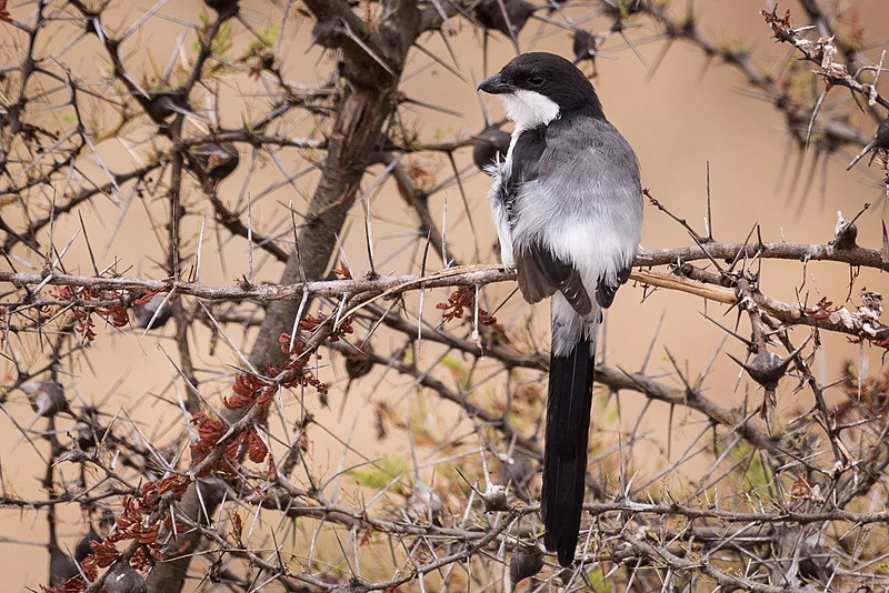 File:Long-tailed Fiscal (27680924674).jpg