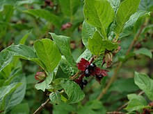 Lonicera involucrata fruit1.jpg