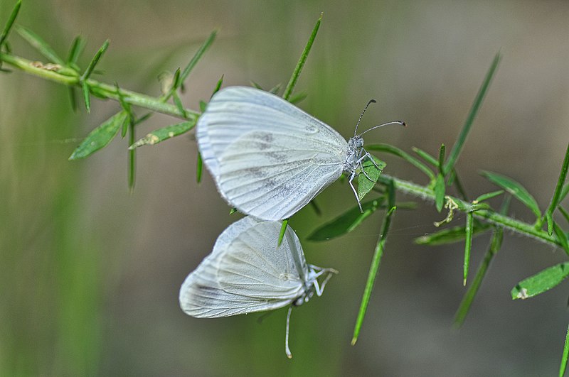 File:Love of butterflies (41744620760).jpg