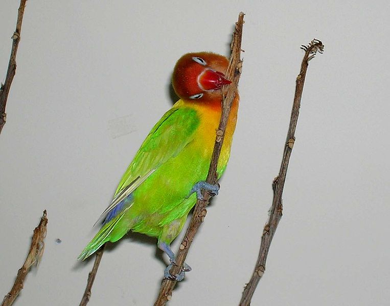 File:Lovebird Chewing Stick.JPG