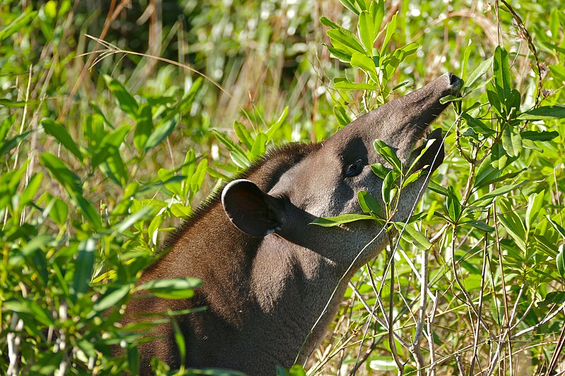 File:Lowland Tapir (Tapirus terrestris) browsing leaves ... (27931351641).jpg