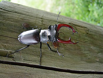 Lucanus cervus ed.JPG