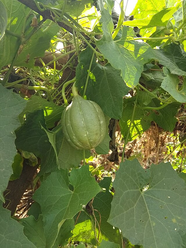 Category:Luffa operculata - Wikimedia Commons