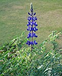 Lupinus pilosus