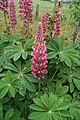 Lupinus polyphyllus