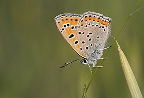 Popis tohoto obrázku, také komentován níže