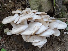 Рядовка скученная г планария белая. Lyophyllum connatum. Leucocybe connata. Рядовка сросшаяся Lyophyllum connatum. Рядовка скученная Lyophyllum decastes.