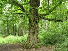 An old hornbeam at Stadtwald