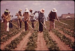 MIGRANTS WEED SUGAR BEETS FOR $2.00 AN HOUR - NARA - 543858.jpg