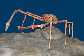 Macrocheira kaempferi (Japanese Spider Crab)