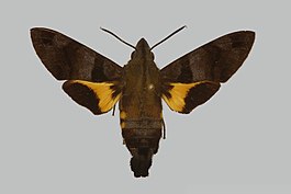 Macroglossum arimasi