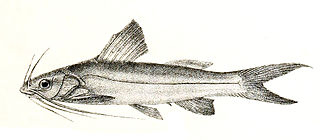 <i>Mystus keletius</i> Species of fish