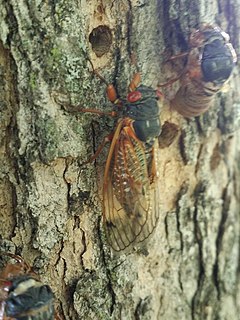 Brood XXIII Periodical cicada brood