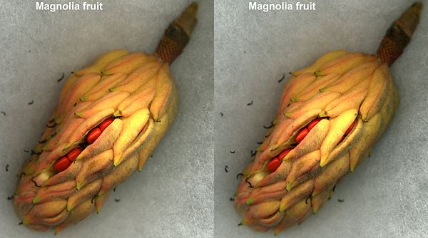 Image: Magnoliafruitopen