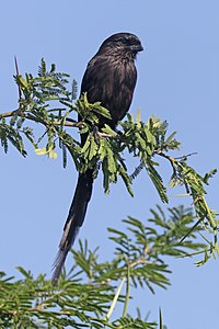 Pie grièche (Urolestes melanoleucus melanoleucus) immature.jpg