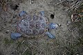 Malaclemys terrapin diamondback terrapin turtle animal.jpg