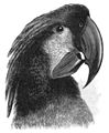 35. Black Cockatoo (Probosciger aterrimus)